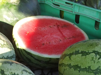 Watermelon – that crazy summer bowling ball